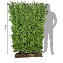 Vintergrön liguster Färdig Häck 180 cm Vintergrön liguster Färdig Häck 180 cm