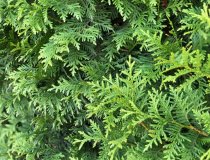 Thuja Brabant 100-125 cm XL Thuja Brabant 100-125 cm XL