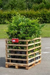 Bok 100-125 cm 100-pack (ca 20 meter) Bok 100-125 cm 100-pack (ca 20 meter)