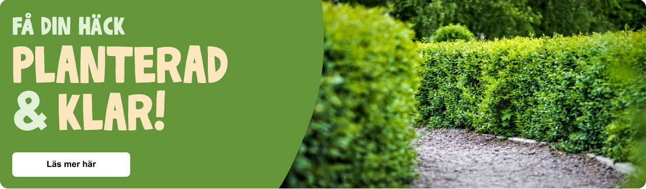 Startbanner Wide Startbanner Wide